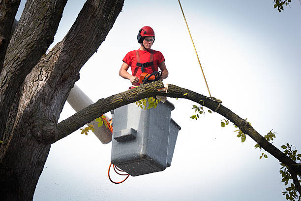 Best Tree Stump Removal  in Langley Park, MD